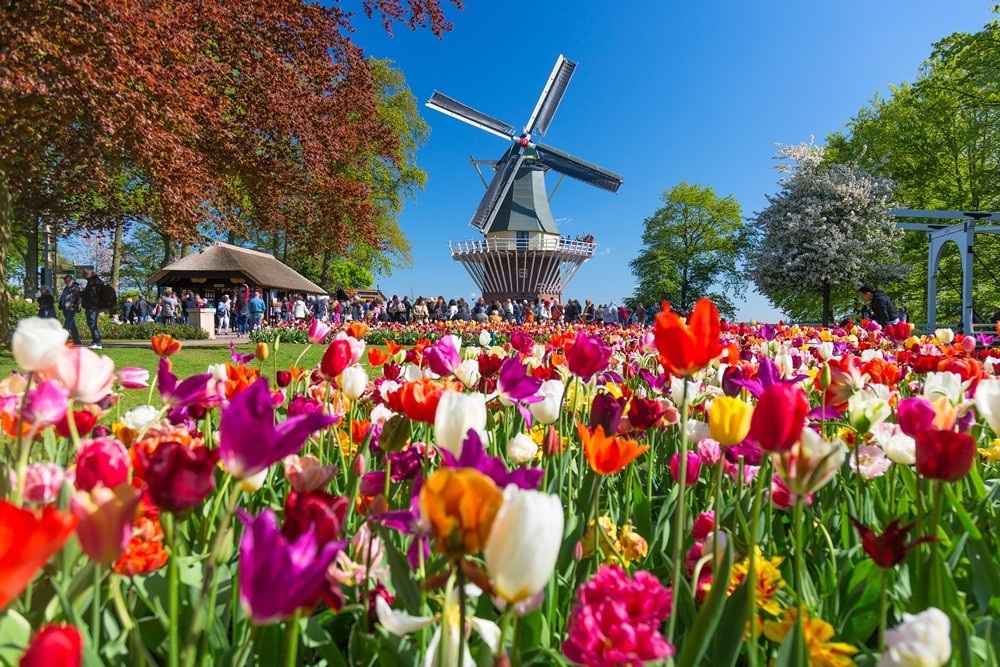 Amsterdam Tulip Festival